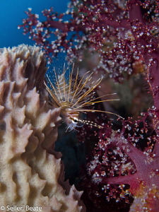 Sponge, Lionfish , Softcoral by Beate Seiler 